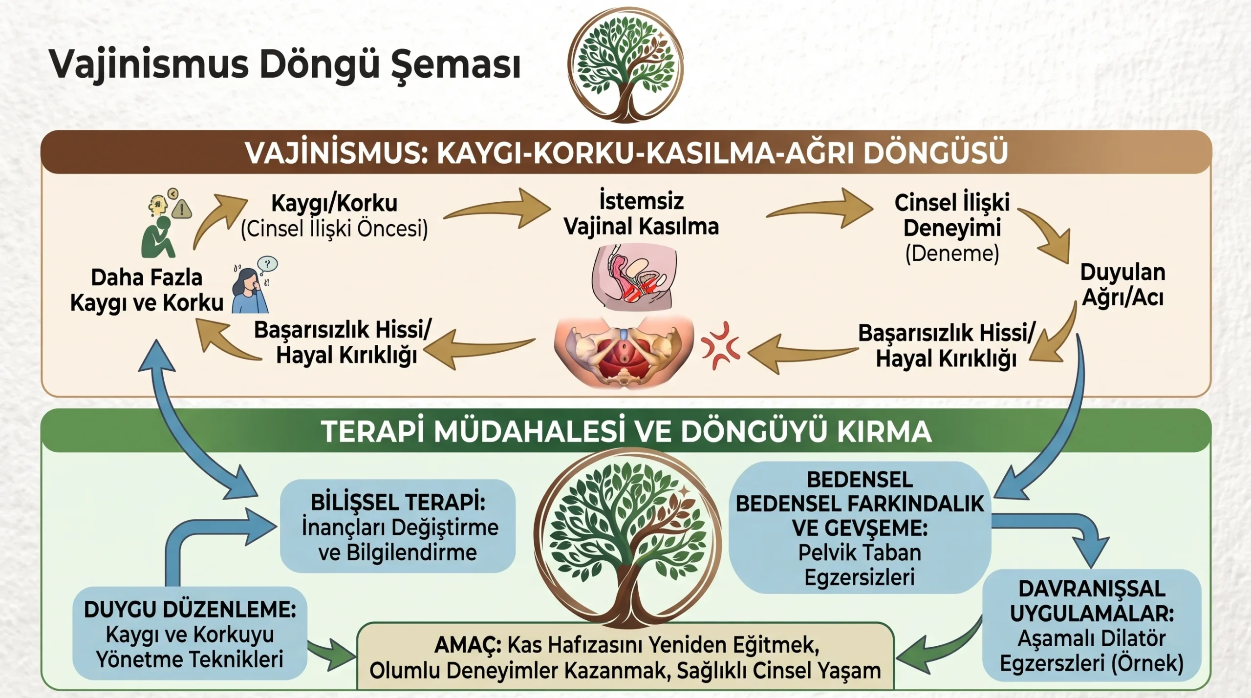 Vajinismus kaygı kasılma döngüsü ve terapi müdahalesi şeması